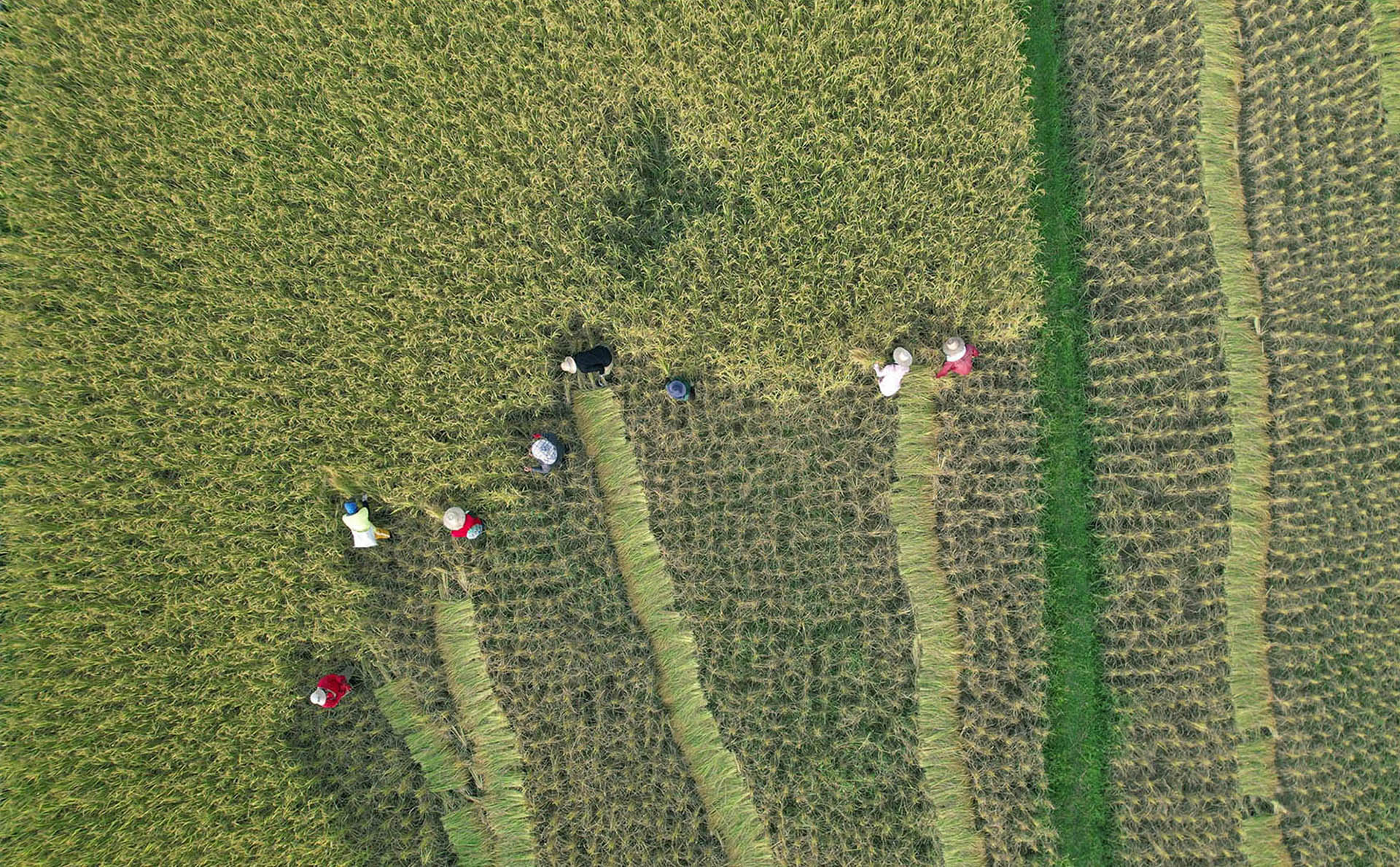 Tallas BASMATI Fields